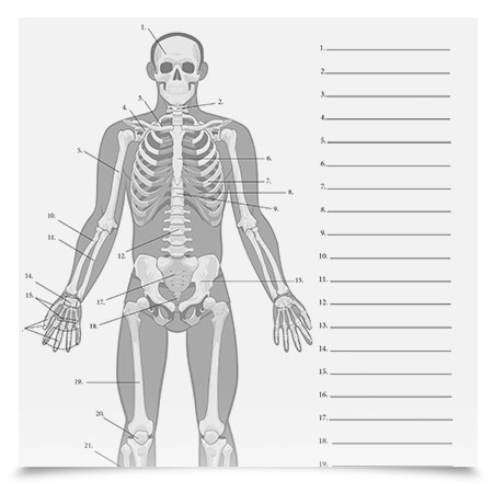 Задания по скелету. Скелет человека тест. Скелет человека проверочная работа. Задания по скелету человека. Тест по скелету человека.
